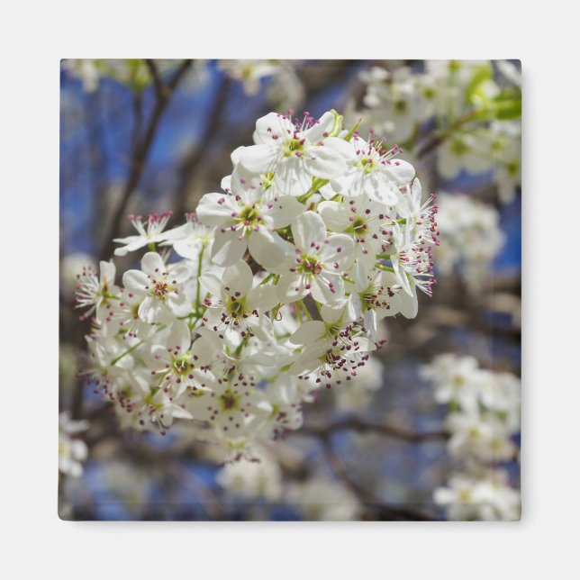 Íman Bradford Pear Blooms (Frente)