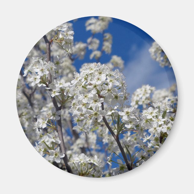 Íman Bradford Pear Blooms (Frente)
