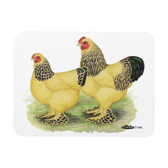 Íman Brahma Buff Pair (Horizontal)