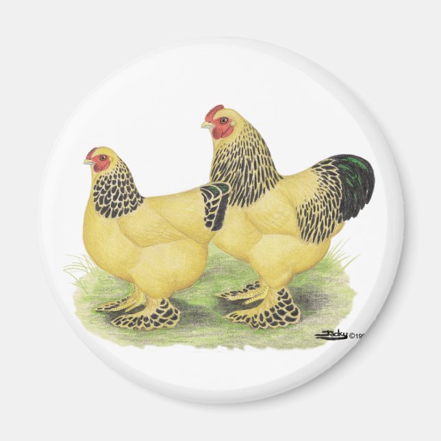 Íman Brahma Buff Pair (Frente)