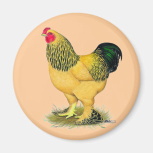 Íman Brahma:  Buff Rooster