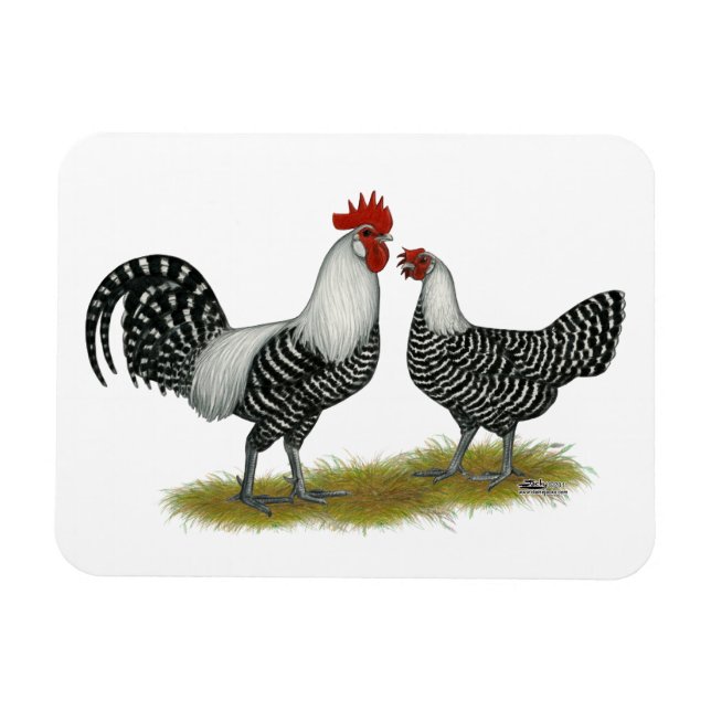 Íman Brakel Chickens (Horizontal)
