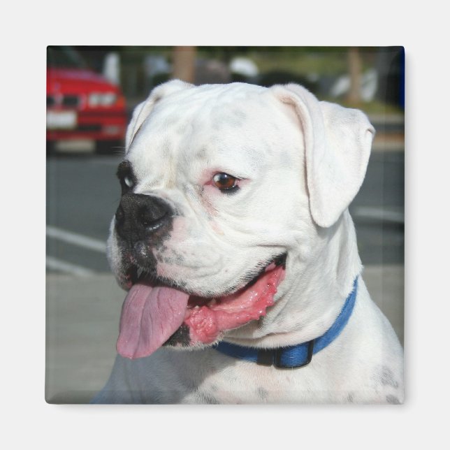 Íman branco Boxer (Frente)