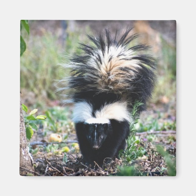 Íman Branco e preto-e-branco (Frente)