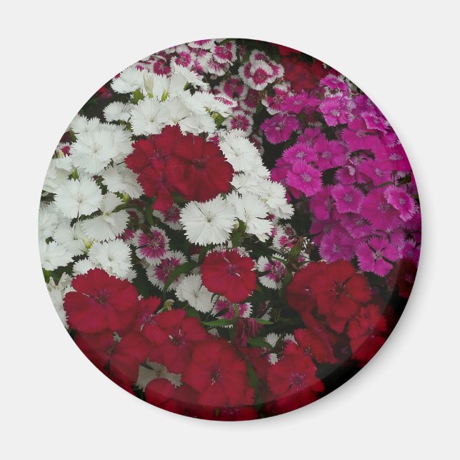 Íman Branco, Rosa e Vermelho Dianthus Floral (Frente)
