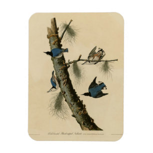 Íman Brancos de Nuthatch Audubon, Brancos da América