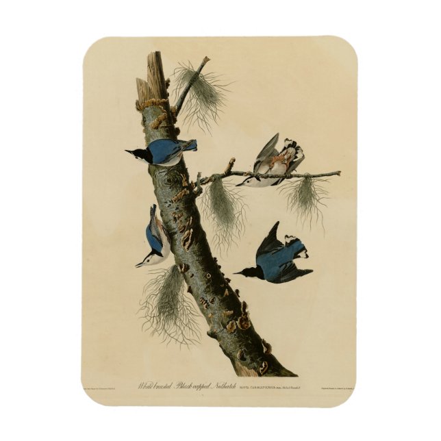 Íman Brancos de Nuthatch Audubon, Brancos da América (Vertical)