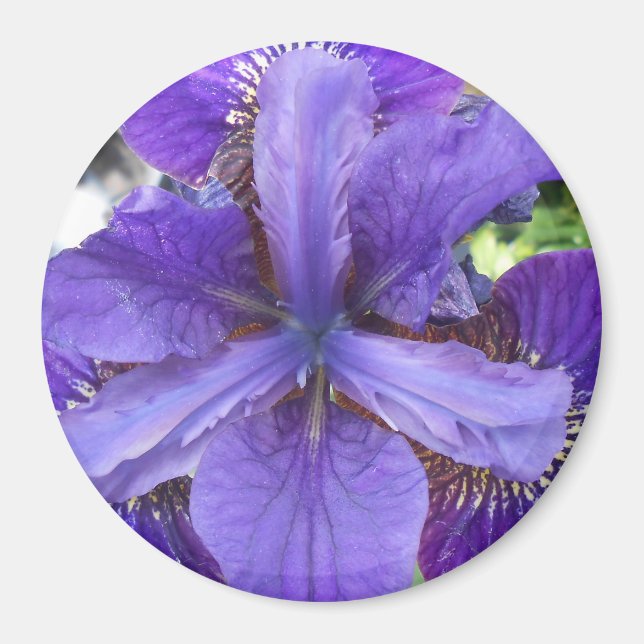 Íman Brandeis (Frente)