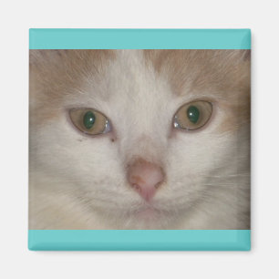 Íman Brandis- beige em gatinho branco