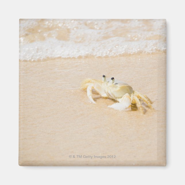 Íman Brasil, Rio de Janeiro, Buzios, Caranguejo (Frente)