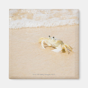 Íman Brasil, Rio de Janeiro, Buzios, caranguejo sobre