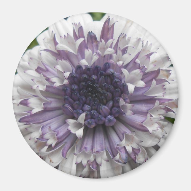 Íman Brett (Frente)