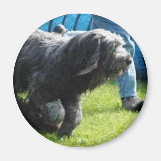 Íman Briard