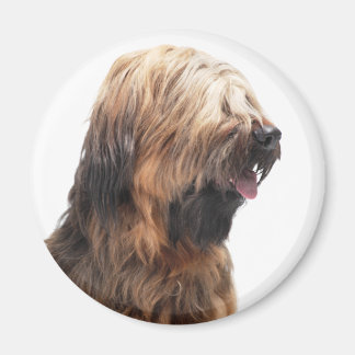 Íman Briard fauve 3