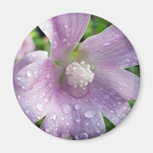 Íman Bright púrpura