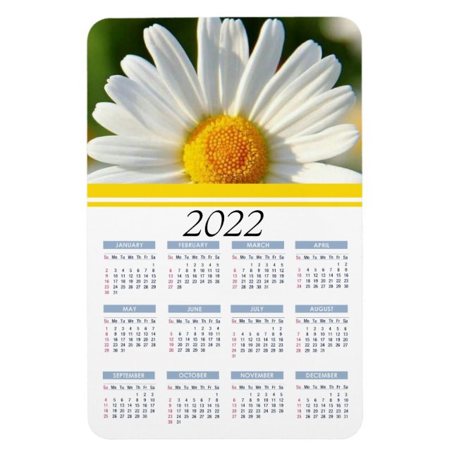 Íman Bright Shasta Daisy | 2022 Íman Calendário Floral (Vertical)