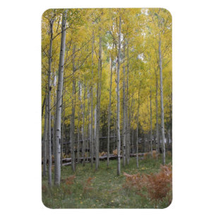 Íman Brilho amarelo do Aspen