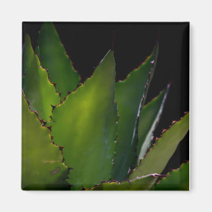 Íman Brilho de Agave