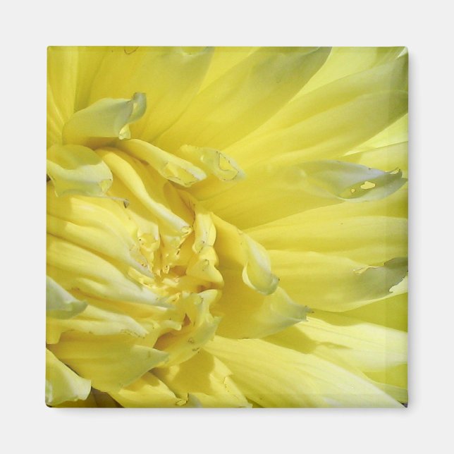 Íman Brilho, Lemon Yellow Dahlia (Frente)