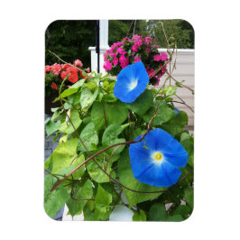 Íman Brilliant Blue Morning Glories