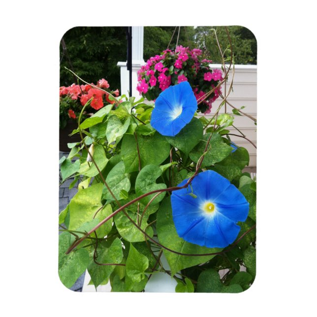 Íman Brilliant Blue Morning Glories (Vertical)