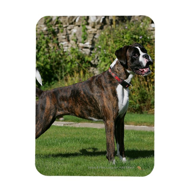 Íman Brindle Boxer Dog Show Stance (Vertical)