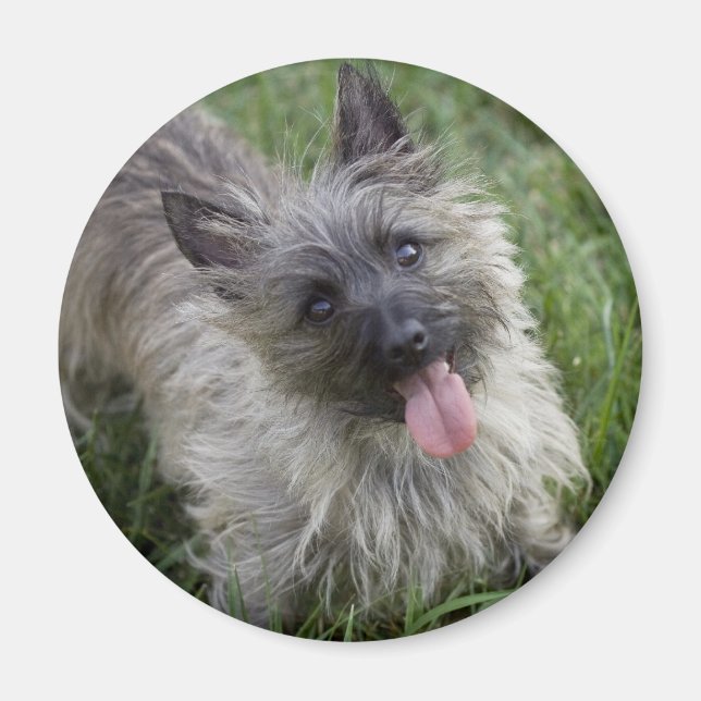 Íman Brindle Cairn Terrier Magnet (Frente)