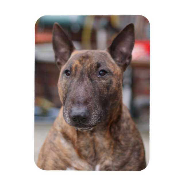 Íman Brindle English Bull Terrier Magnet (Vertical)