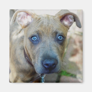Íman Brindle Pit Bull Puppy por Shirley Taylor
