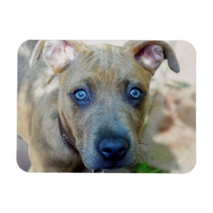 Íman Brindle Pit Bull Puppy por Shirley Taylor