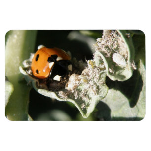 Íman British 7 Spot Ladybug Premium Magnet