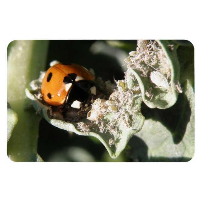 Íman British 7 Spot Ladybug Premium Magnet (Horizontal)