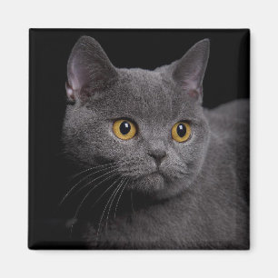 Íman British Shorthair Magnet