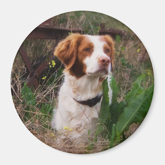 Íman Brittany (Frente)