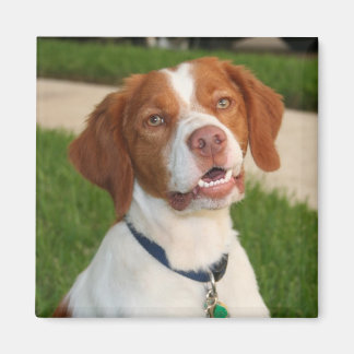 Íman Brittany Magnet