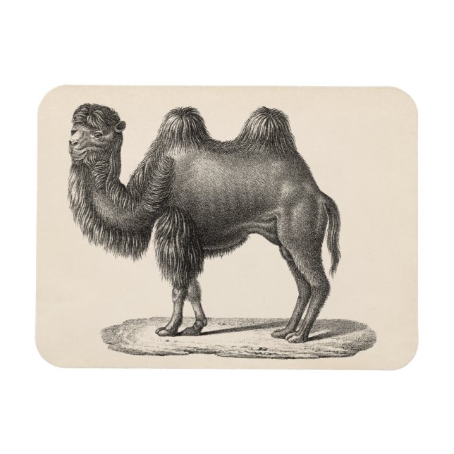 Íman Brodtmann Camel Sketch (Horizontal)