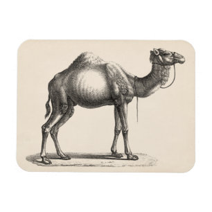 Íman Brodtmann Dromedary Camel Sketch