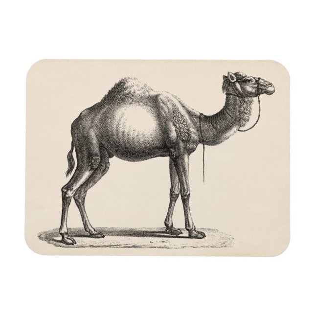 Íman Brodtmann Dromedary Camel Sketch (Horizontal)