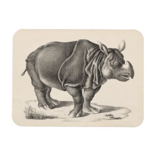 Íman Brodtmann Rhinocerontes