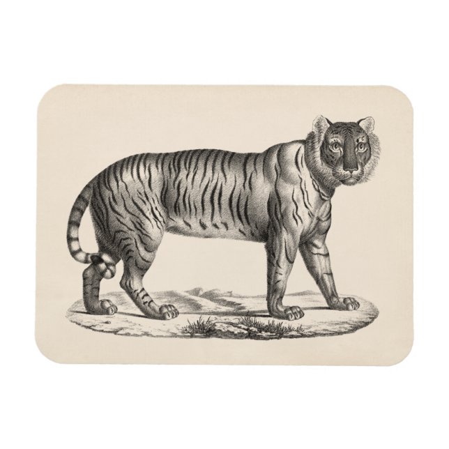 Íman Brodtmann Tiger Sketch (Horizontal)
