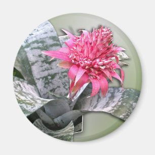 Íman Bromélia Flores Rosa