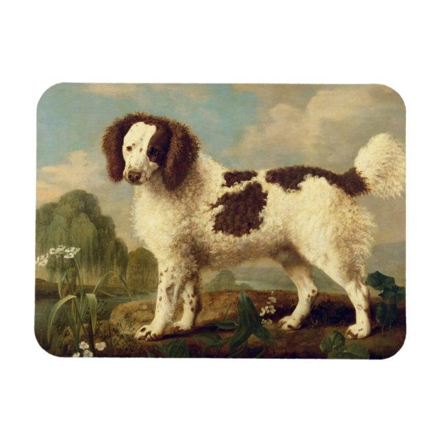Íman Brown and White Norfolk or Water Spaniel, 1778 (oi (Horizontal)
