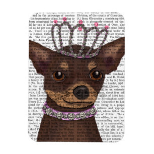 Íman Brown Chihuahua e Tiara