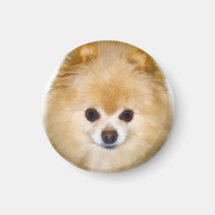 Íman Brown e cão branco de Pomeranian