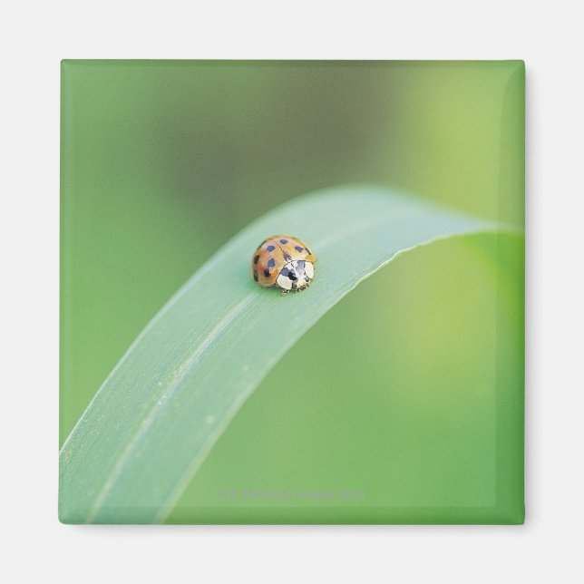 Íman Brown ladybug (Frente)