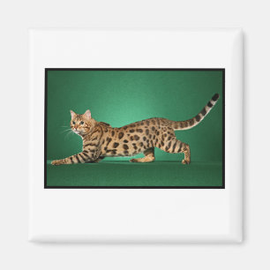 Íman Brown manchou o ímã de Bengal