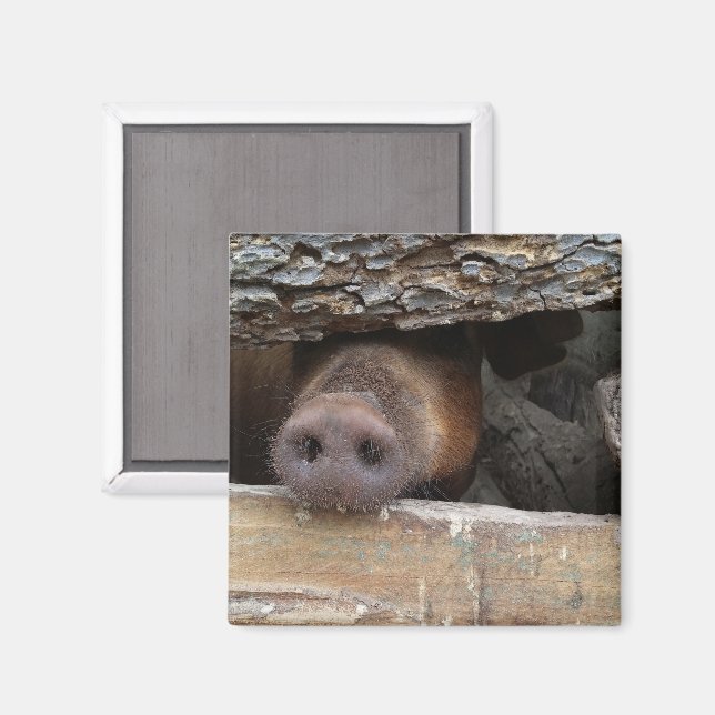 Íman Brown Pig Poking Snout através da Cerca Russa (Front/Back)