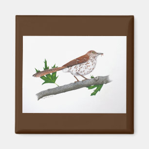 Íman Brown Thrasher Magnet