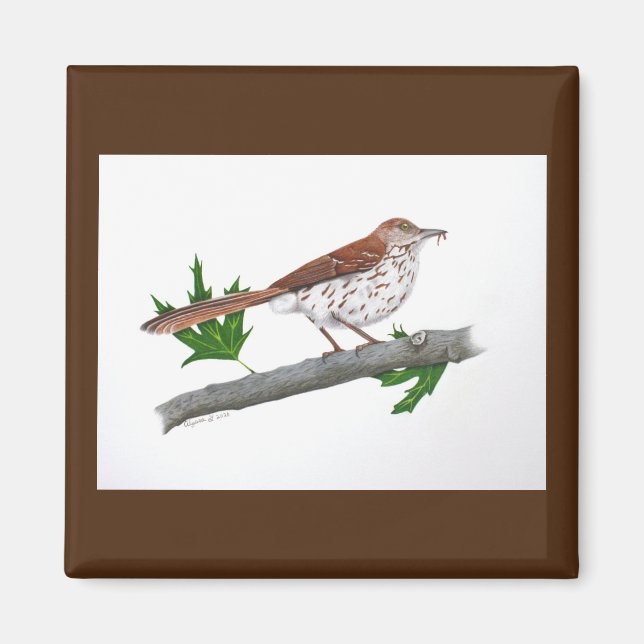 Íman Brown Thrasher Magnet (Frente)