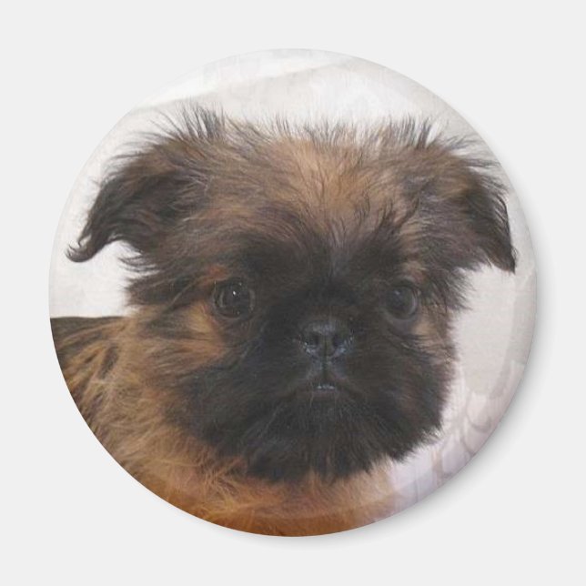 Íman Brussell Griffon Magnet (Frente)